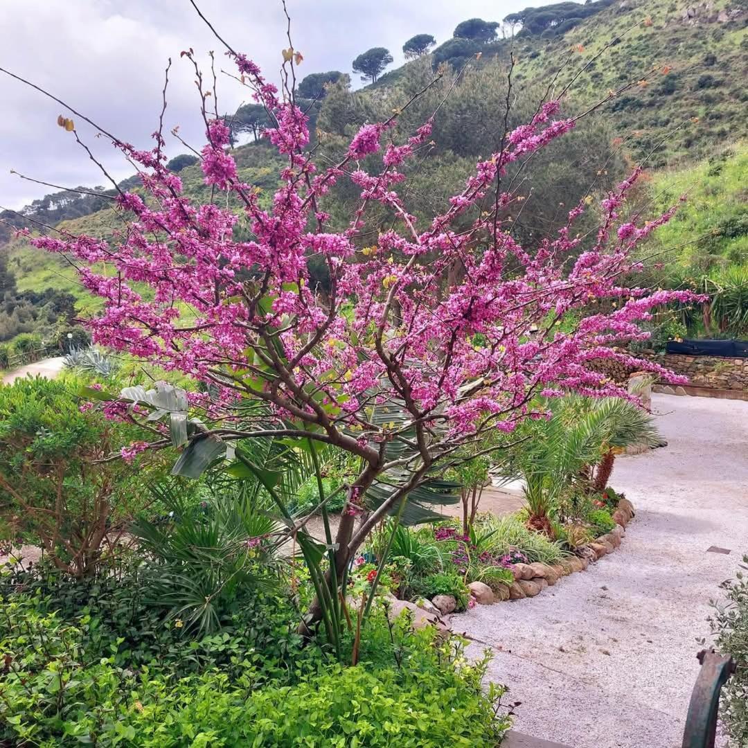 Villetta Dei Fichi D'India Rio dellʼElba Buitenkant foto